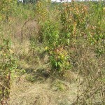 IMG_3818 IMG_3818